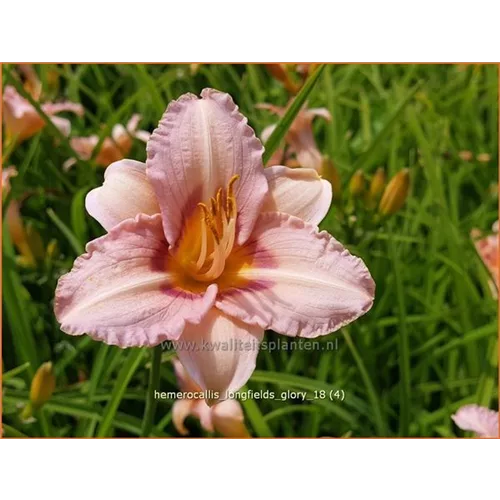 Hemerocallis 'Longfields Glory'