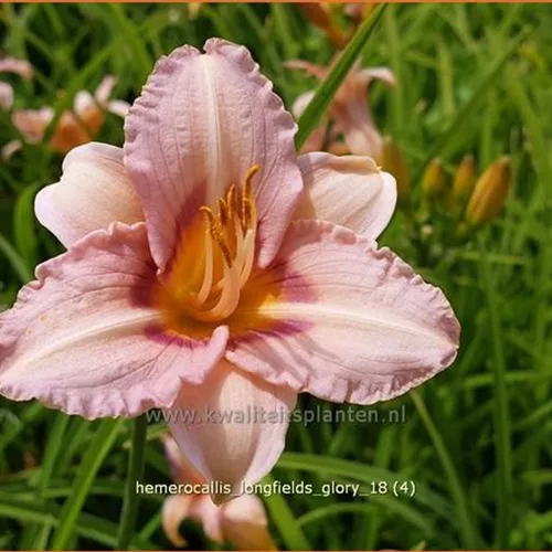 Hemerocallis 'Longfields Glory'