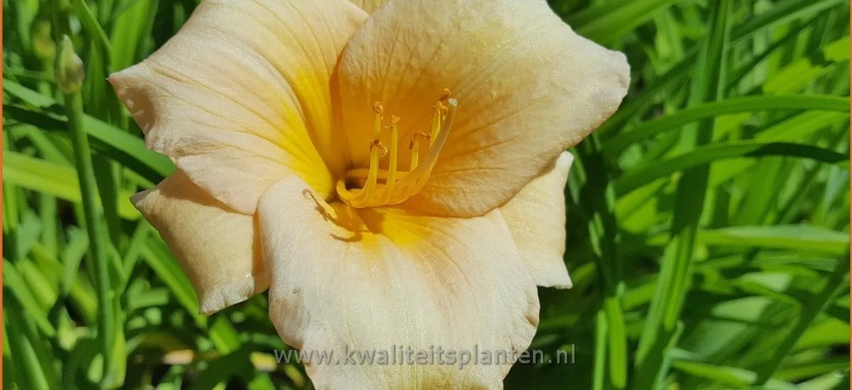 Hemerocallis 'Longfields Pearl'