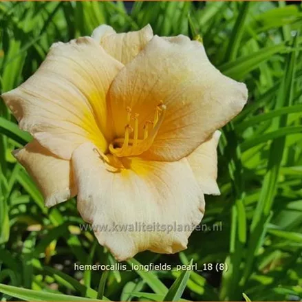 Hemerocallis 'Longfields Pearl'