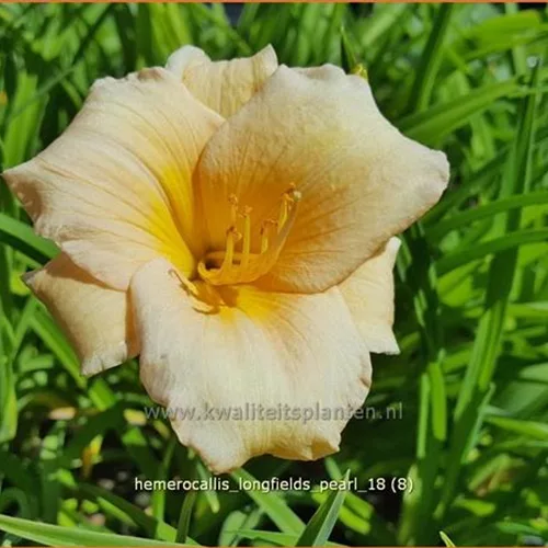 Hemerocallis 'Longfields Pearl'