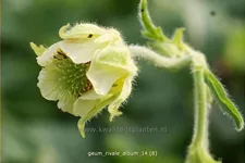 Geum rivale 'Album'