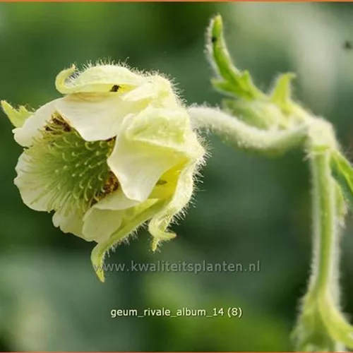 Geum rivale 'Album'