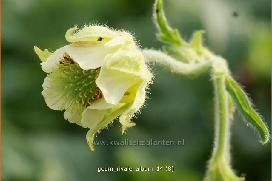 Geum rivale 'Album'