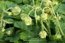 Geum rivale 'Album'