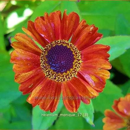 Helenium 'Monique'