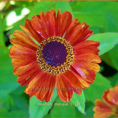 Helenium 'Monique'