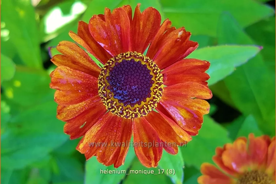 Helenium 'Monique'