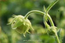 Geum rivale 'Album'