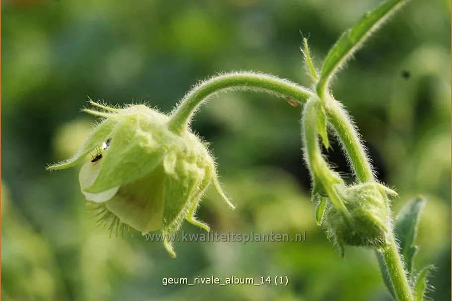 Geum rivale 'Album'