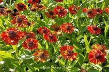 Helenium 'Monique'