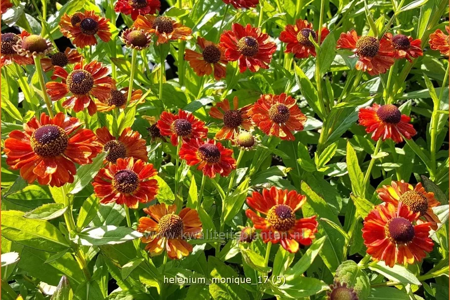 Helenium 'Monique'