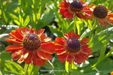 Helenium 'Monique'