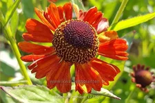 Helenium 'Monique'