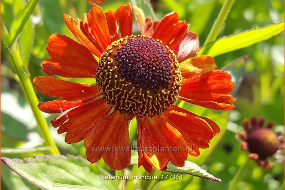 Helenium 'Monique'