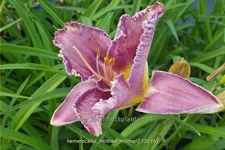 Hemerocallis 'Mildred Mitchell'