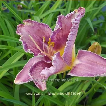 Hemerocallis 'Mildred Mitchell'