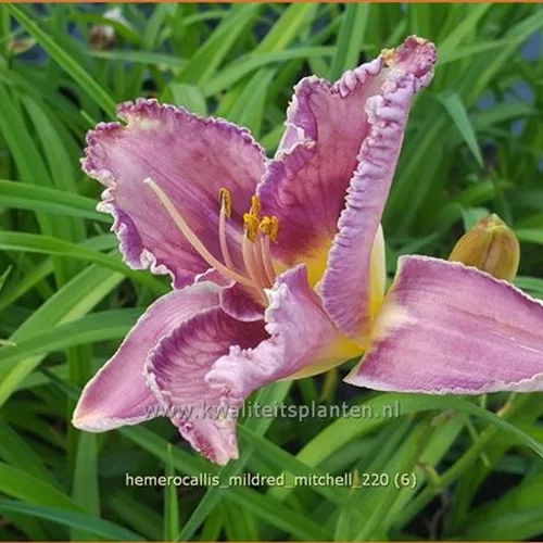 Hemerocallis 'Mildred Mitchell'