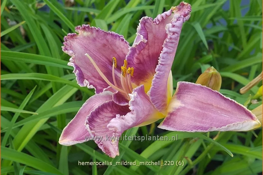 Hemerocallis 'Mildred Mitchell'