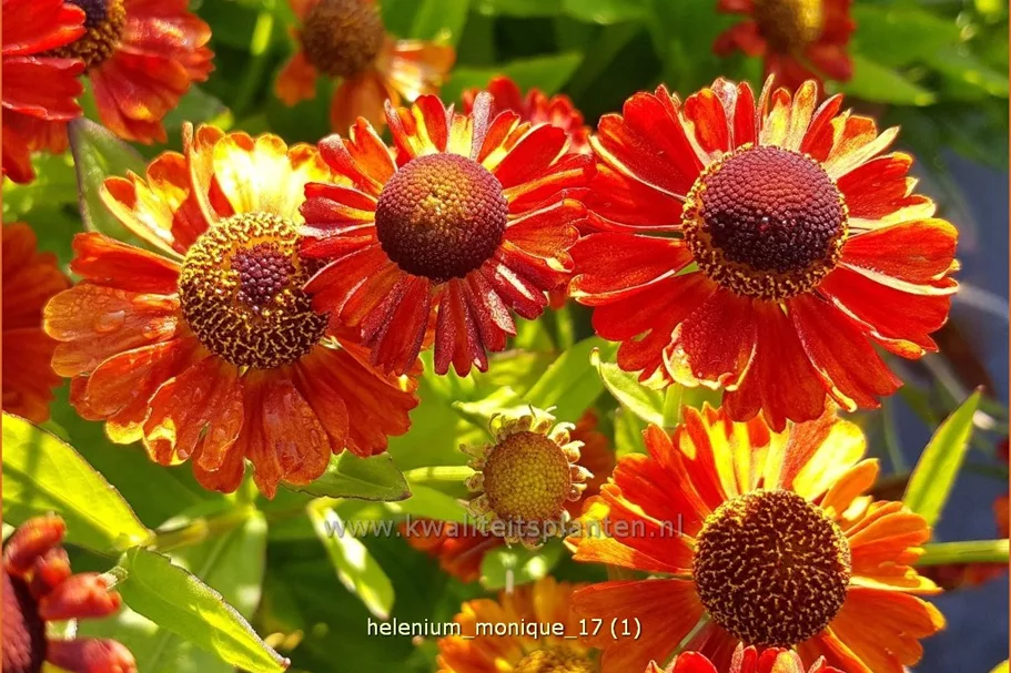 Helenium 'Monique'