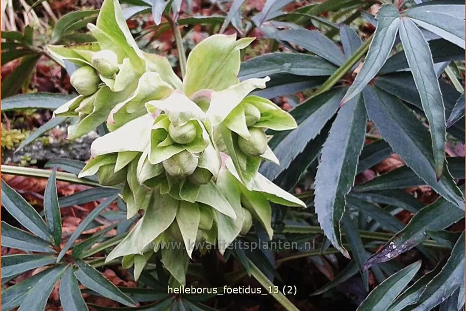 Helleborus foetidus