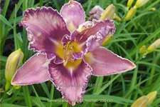 Hemerocallis 'Mildred Mitchell'