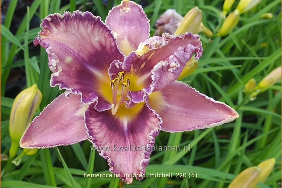 Hemerocallis 'Mildred Mitchell'