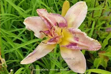 Hemerocallis 'Mildred Mitchell'