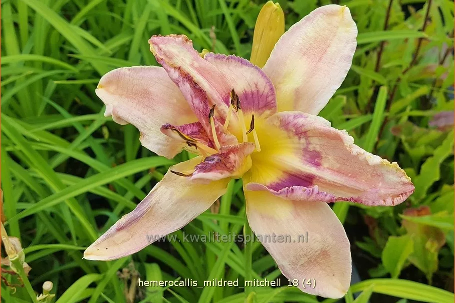 Hemerocallis 'Mildred Mitchell'