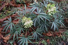 Helleborus foetidus