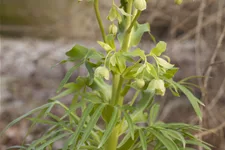 Helleborus foetidus