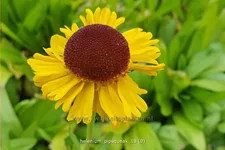 Helenium 'Pipsqueak'