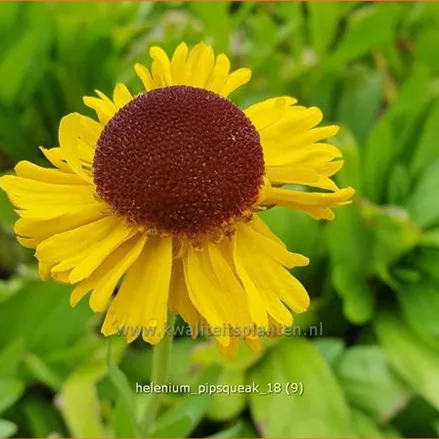 Helenium 'Pipsqueak'