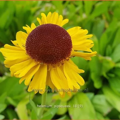 Helenium 'Pipsqueak'