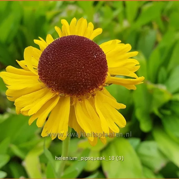 Helenium 'Pipsqueak'