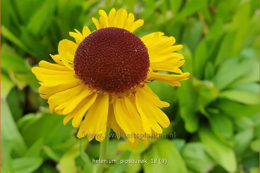 Helenium 'Pipsqueak'