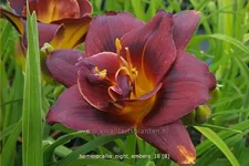 Hemerocallis 'Night Embers'