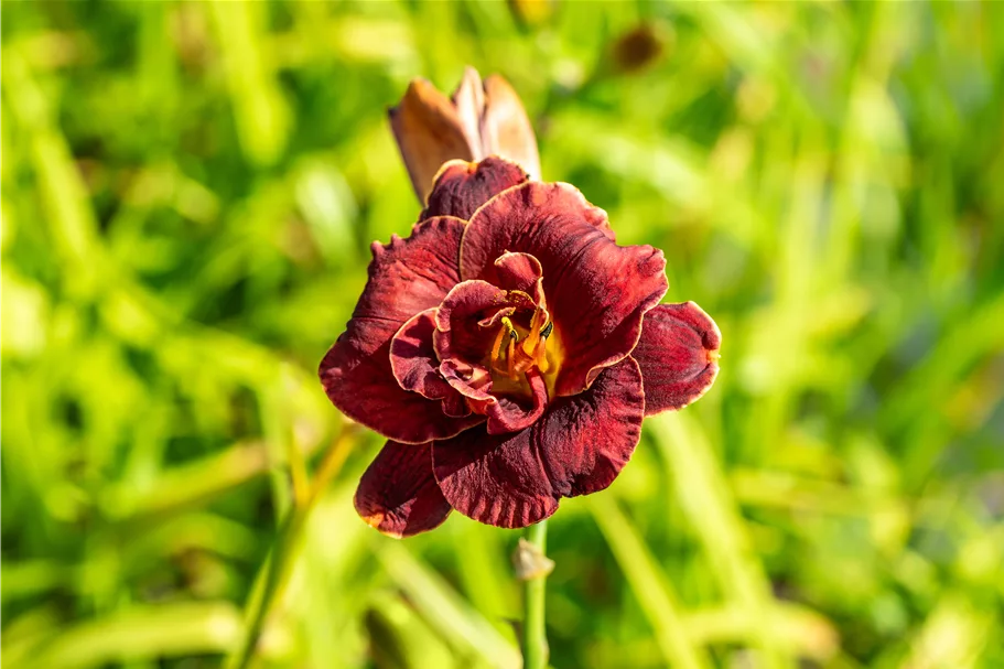 Hemerocallis 'Night Embers'
