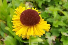 Helenium 'Pipsqueak'