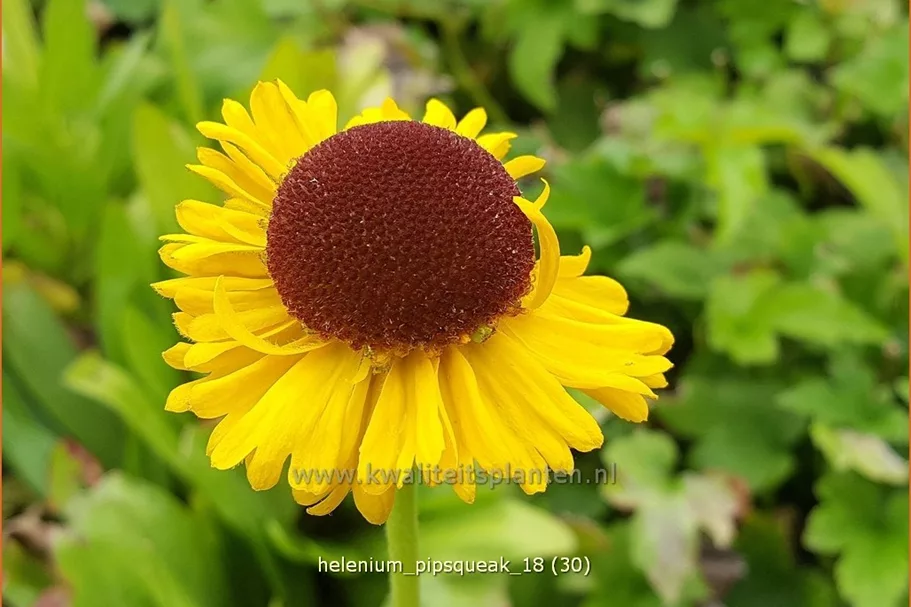 Helenium 'Pipsqueak'