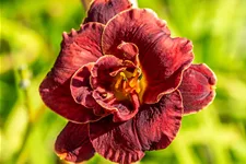 Hemerocallis 'Night Embers'