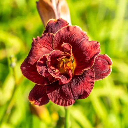 Hemerocallis 'Night Embers'