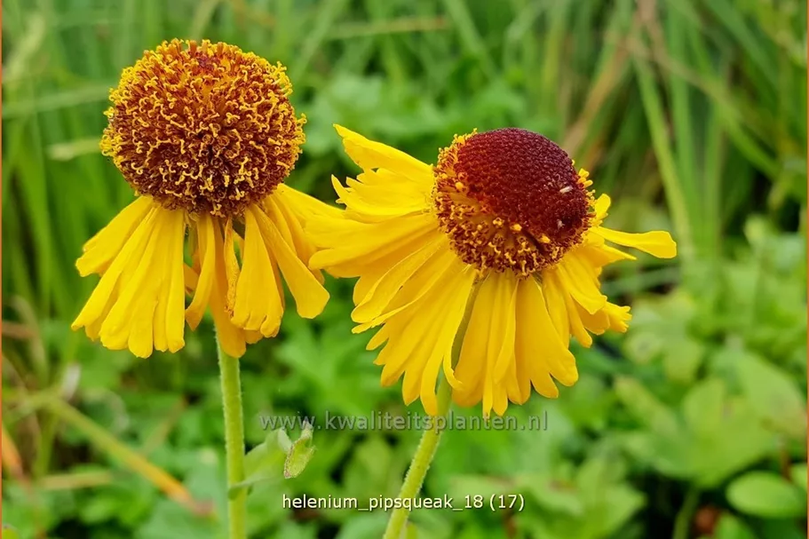 Helenium 'Pipsqueak'