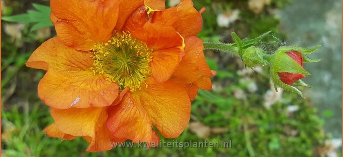 Geum chiloense 'Scarlet Tempest'