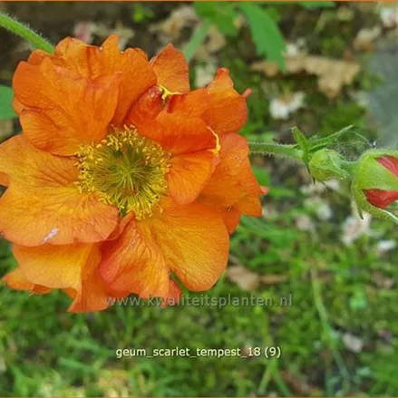 Geum chiloense 'Scarlet Tempest'