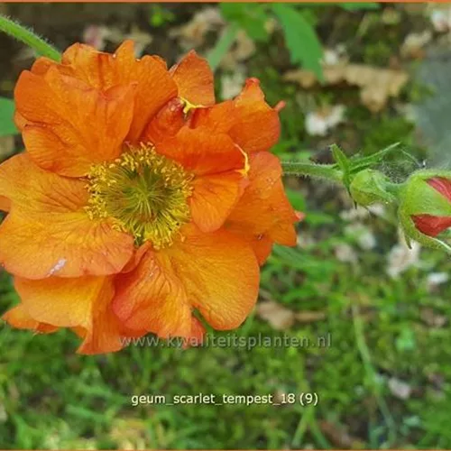 Geum chiloense 'Scarlet Tempest'