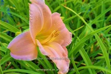 Hemerocallis 'On and On'