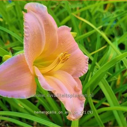 Hemerocallis 'On and On'