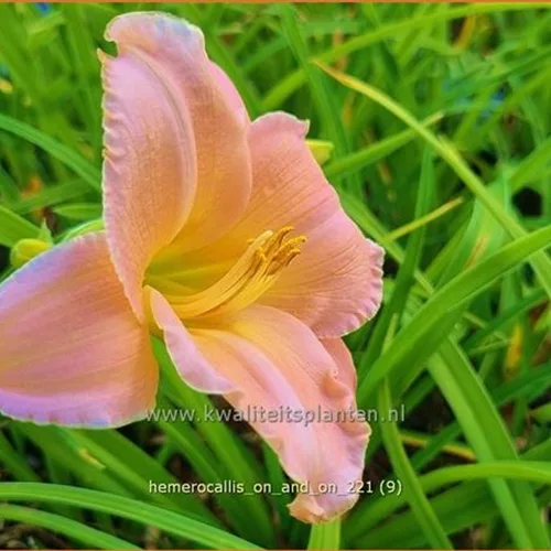 Hemerocallis 'On and On'