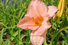 Hemerocallis 'On and On'